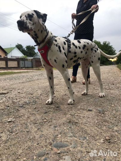 Долматинец