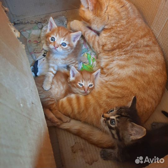 Кошки в добрые руки бесплатно