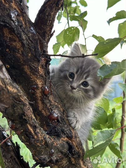 Котята в добрые руки бесплатно