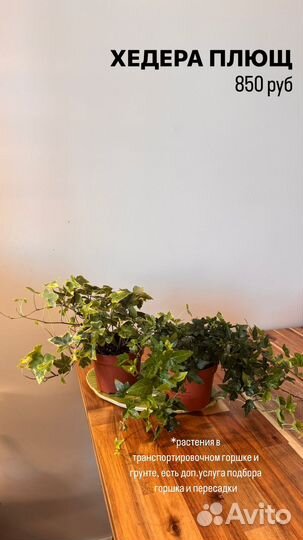 Лирата бамбино, фикус белиз и др. Растения