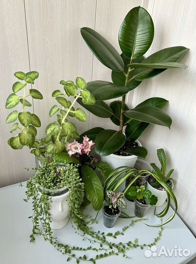 Комнатные растения (излишки) часть 2