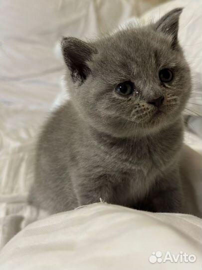 Шотландская