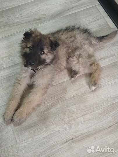Милый щенок