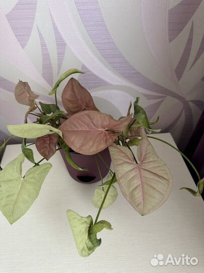 Сингониум неон пинк