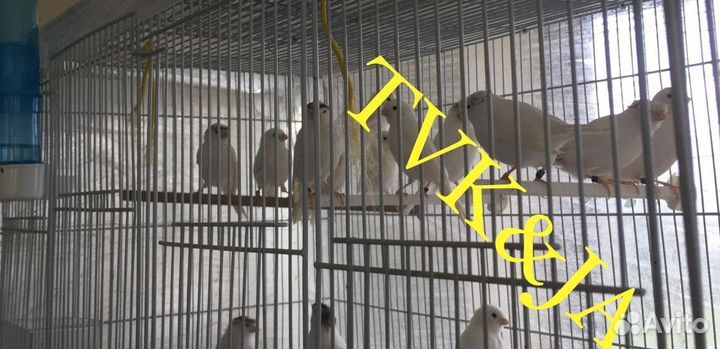 Кенара и канарейки белый рецессив Италия