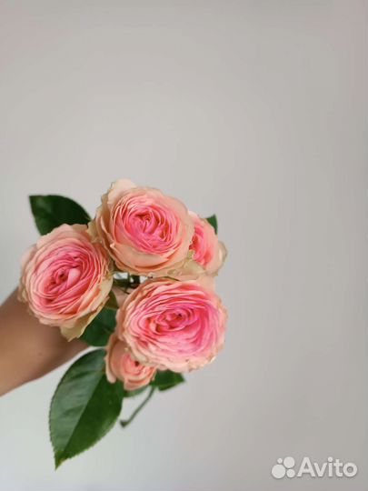 Кустовые пионовидные розы