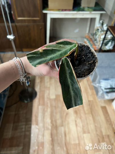 Строманта триколор