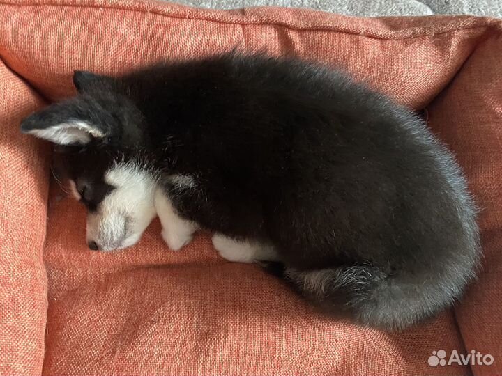 Сибирский хаски