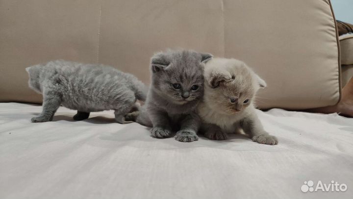 Британские котята