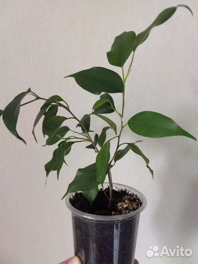 Фикус бенджамина