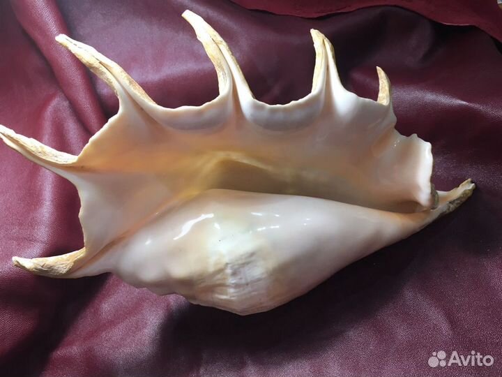 Ракушки 3 шт