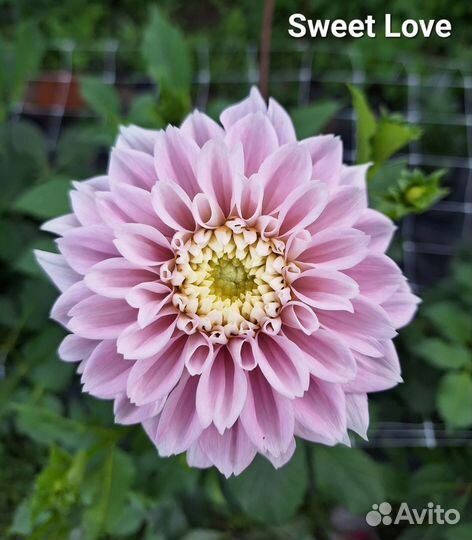 Георгины срезка