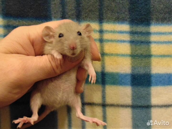 Крысы, крысята дамбо - питомник, клетки