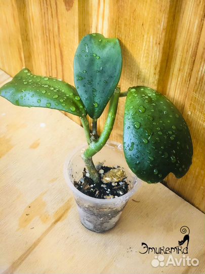 Хойи, дисхидии, церопегия