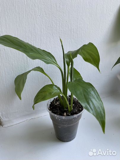 Спатифиллум Шопен