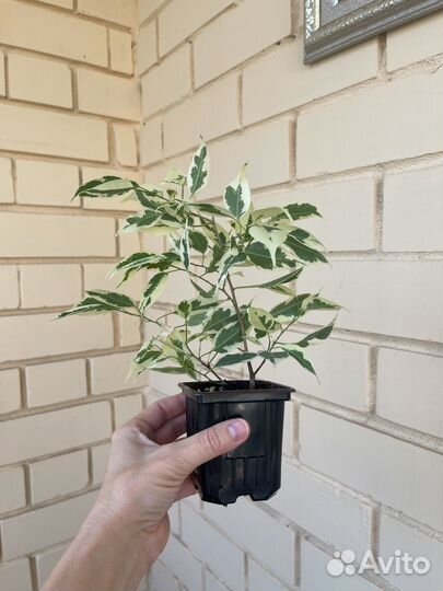 Фикус бенджамина