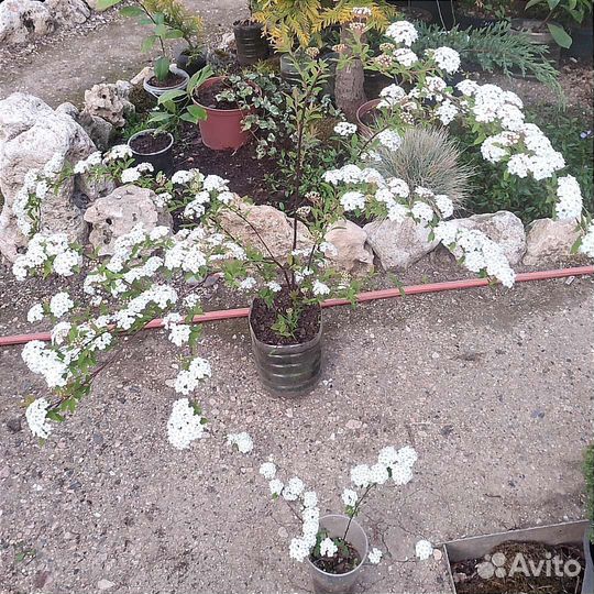 Декоративные кустарники