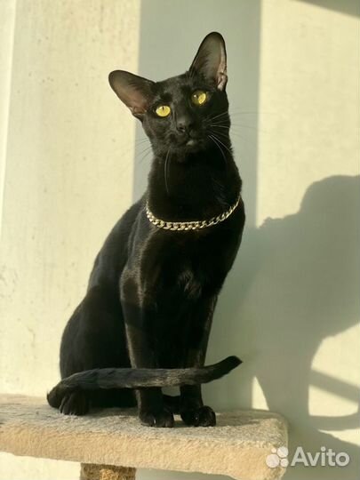 Ориентальная вязка. Ориентальный кот вязка