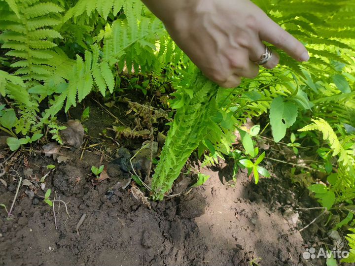 Продам папоротник