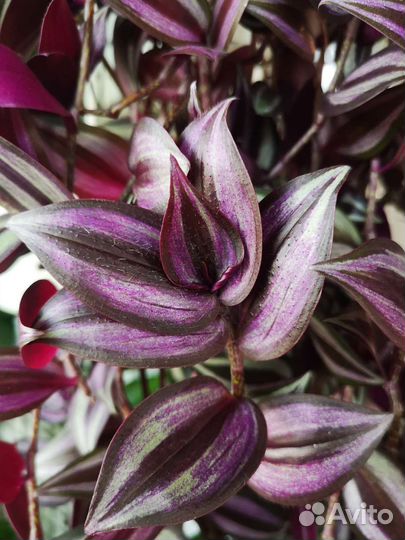 Хлорофитум, пеперомия, традесканция и др