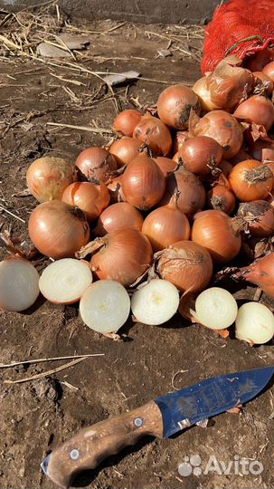 Картофель едавая, лук и т. Д