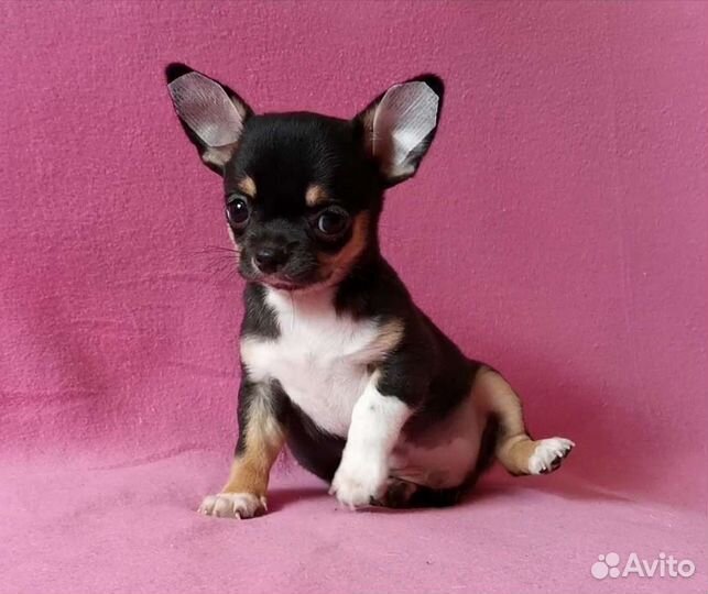 Чихуахуа мальчик