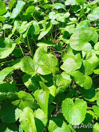 Мальва многолетняя рассада