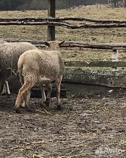 Овцы катумские