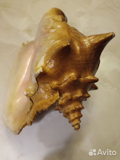 Ракушка большая океаническая