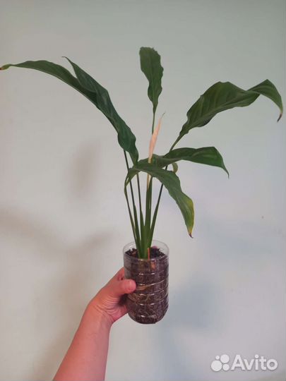 Комнатные растения