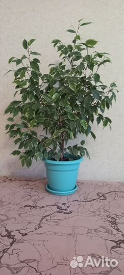 Фикус бенджамина