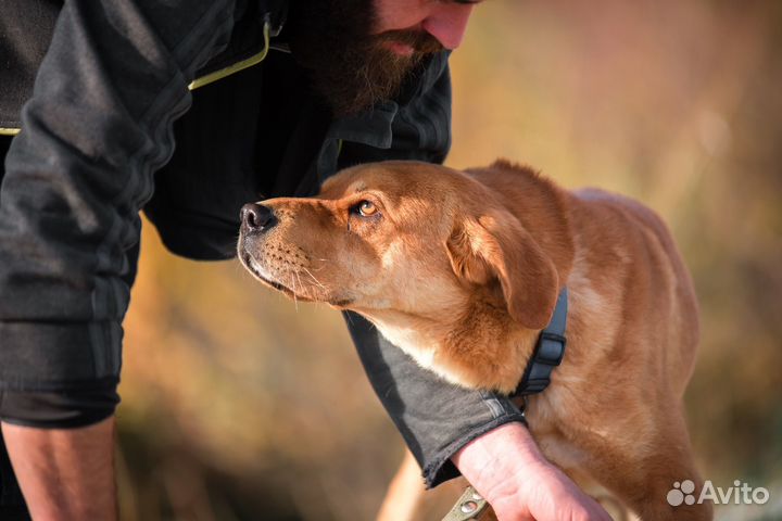 Зевс метис шарпея