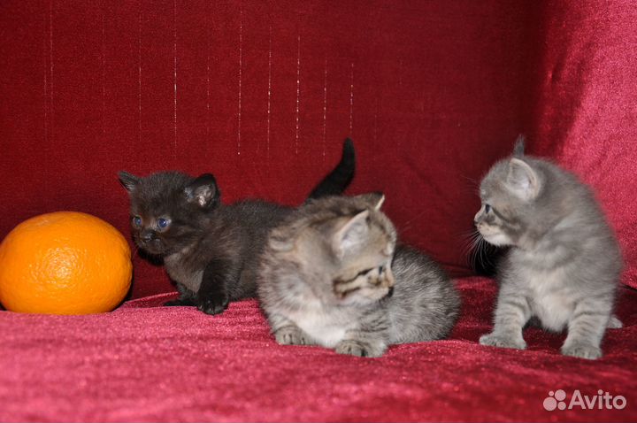 Манчкин пушистое счастье