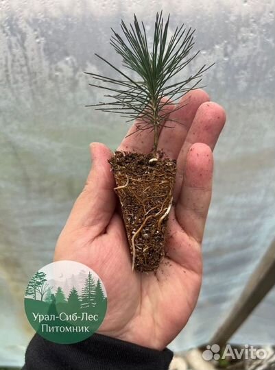 Зкс Сосна сеянцы Ели Лиственницы окс Голуб Горная