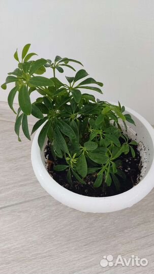 Комнатные растения цветы филейка