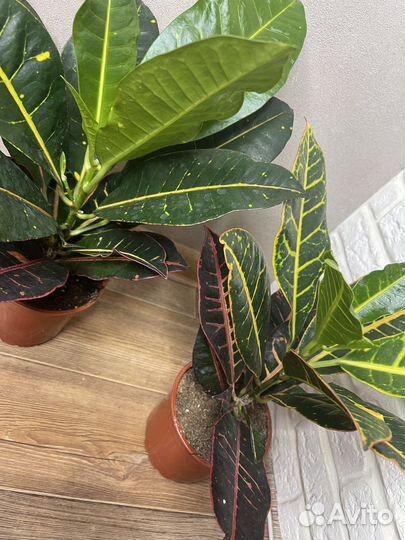 Кодиеум кротон комнатные цветы