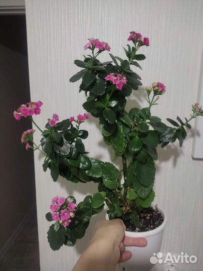 Коланхоэ