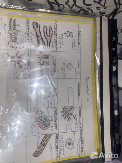 Альбом анатомия