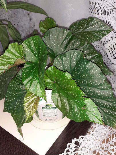 Бегония коралловая