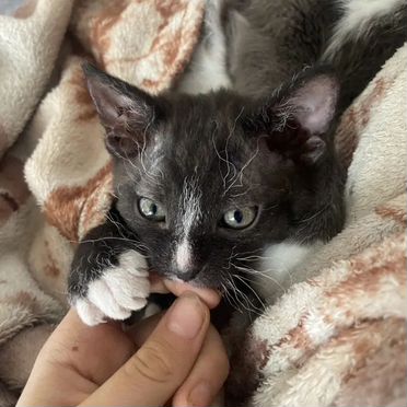 Минскин котёнок