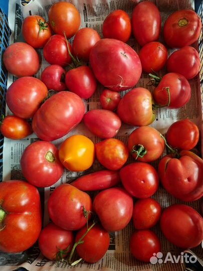 Перец помидоры