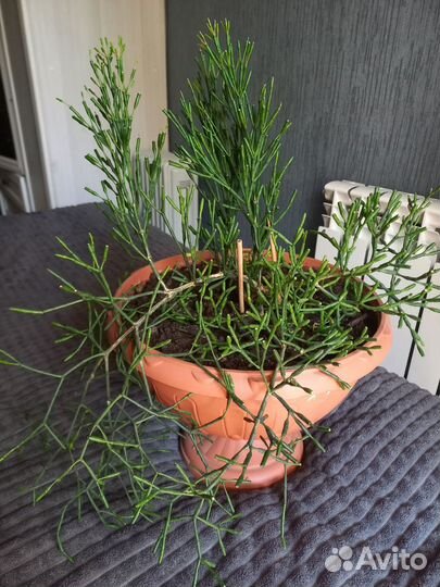 Комнатные цветы