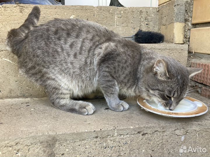 Кот в добрые руки