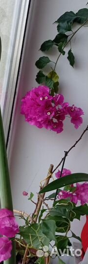 Бугенвиллия черенки