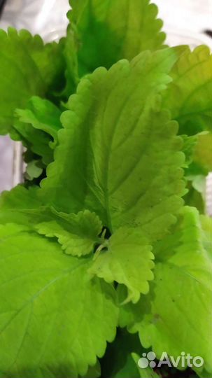 Сортовые колеусы