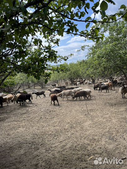 Курдучные овцы и ягнята на курбан байрам 300 голов
