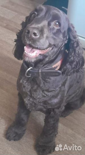 Передержка животных, кошек и собак