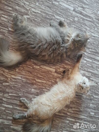 В добрые руки кошку