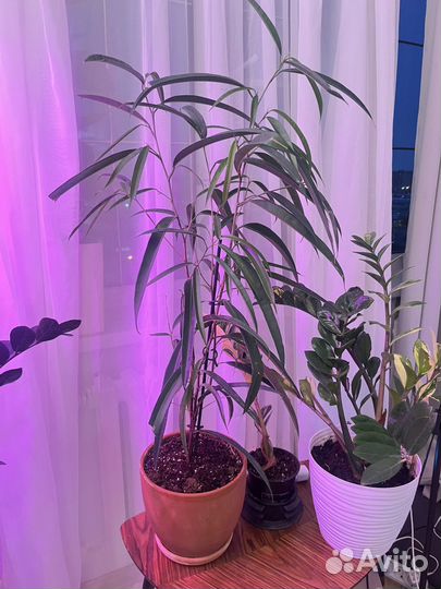 Фикус бенедикта али