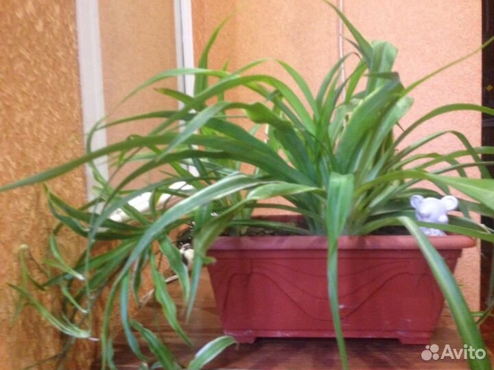 Хлорофитум